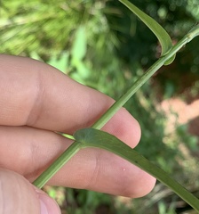 Lactuca graminifolia