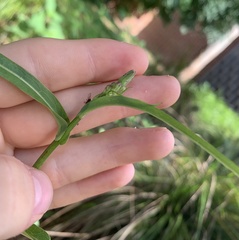 Lactuca graminifolia