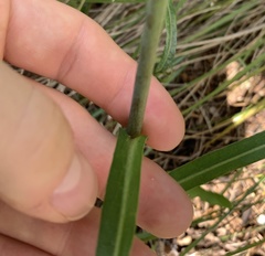 Lactuca graminifolia