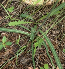 Lactuca graminifolia
