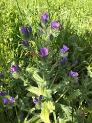 Echium judaeum