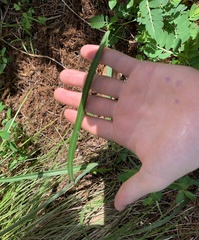 Lactuca graminifolia