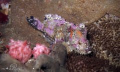 Aploactisoma milesii