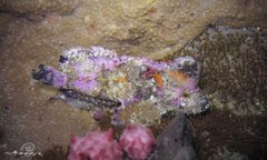 Aploactisoma milesii