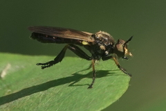 Eudioctria sackeni