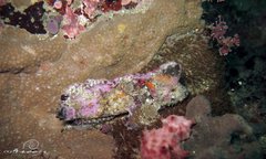 Aploactisoma milesii