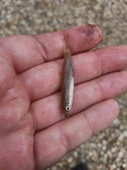 Fundulus olivaceus