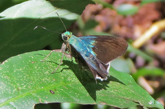 Telegonus alardus latia