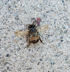 Apis mellifera