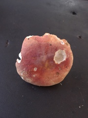 Russula flavisiccans