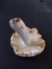Russula flavisiccans