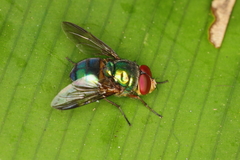 Hemilucilia