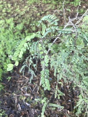 Sophora cassioides