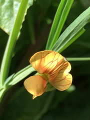 Lathyrus hierosolymitanus