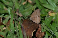 Hermeuptychia gisella