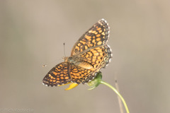 Phyciodes graphica