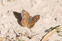Phyciodes graphica