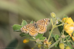 Phyciodes graphica