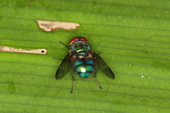 Hemilucilia