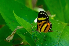 Hypothyris ninonia daeta