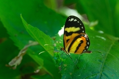 Hypothyris ninonia daeta