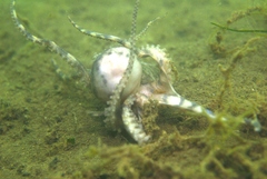 Hapalochlaena maculosa