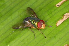 Hemilucilia