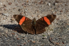 Adelpha lycorias