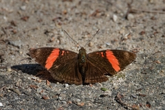 Adelpha lycorias
