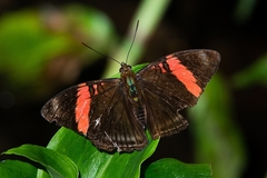 Adelpha lycorias