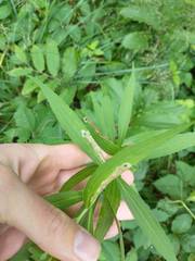 Calycomyza solidaginis