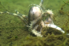 Hapalochlaena maculosa