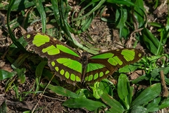 Philaethria wernickei