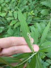Calycomyza solidaginis