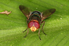 Hemilucilia