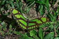 Philaethria wernickei