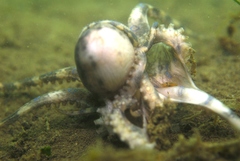 Hapalochlaena maculosa