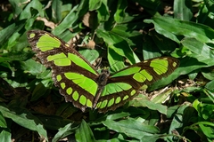 Philaethria wernickei