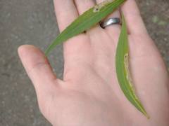 Calycomyza solidaginis