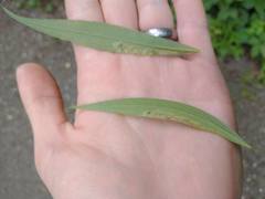 Calycomyza solidaginis