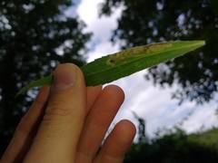 Calycomyza solidaginis