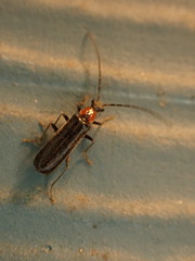 Rhagonycha excavata