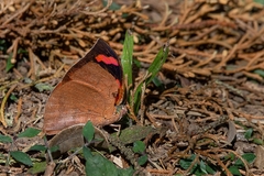 Fountainea ryphea