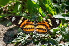 Heliconius ethilla narcaea