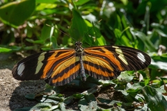 Heliconius ethilla narcaea