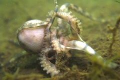 Hapalochlaena maculosa