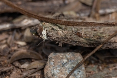 Heterusia