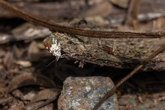 Heterusia