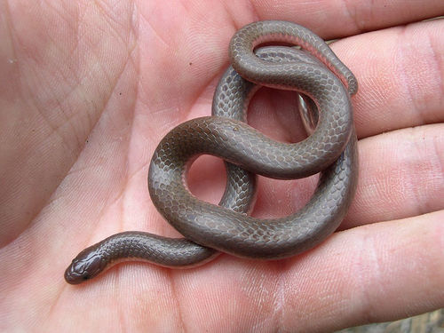 Eastern worm snake: worm or snake?