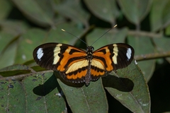Heliconius ethilla narcaea